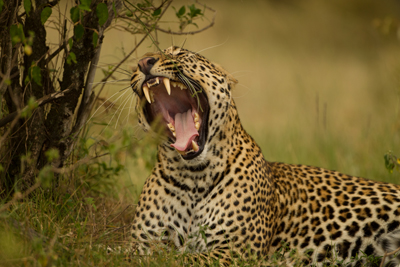 leopard